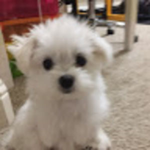 Meet your Posher, Charlene